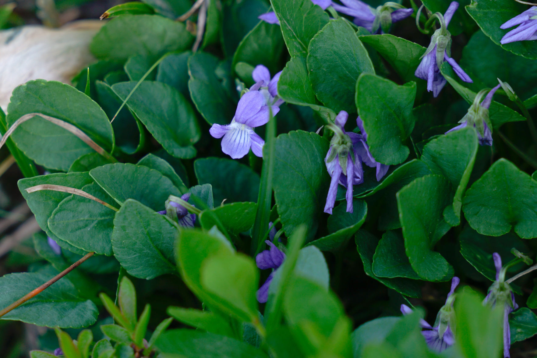 Hookedspur violet